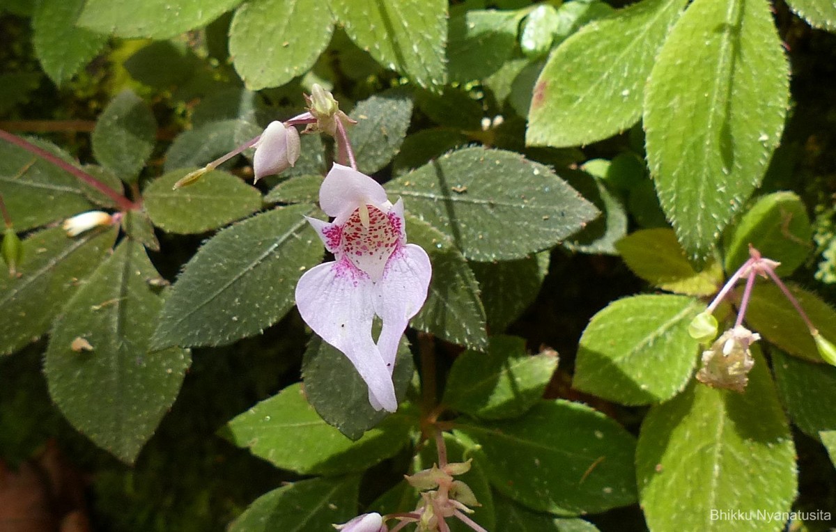 Impatiens thwaitesii Hook.f. ex Grey-Wilson